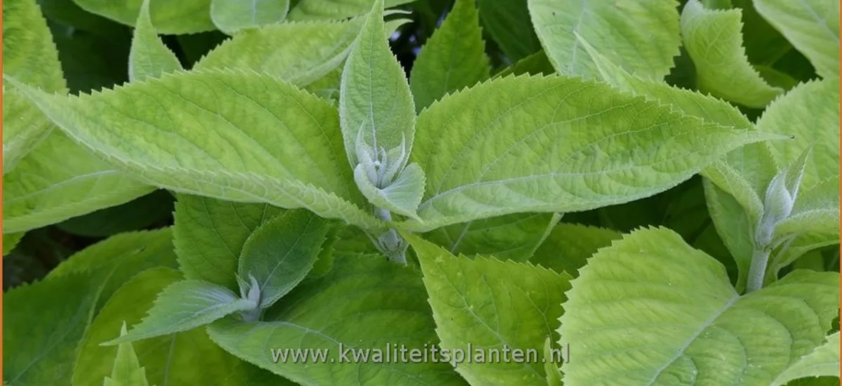 Comanthosphace stellipilum var. formosana