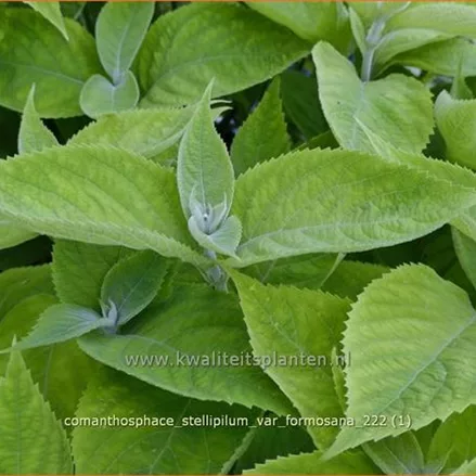 Comanthosphace stellipilum var. formosana