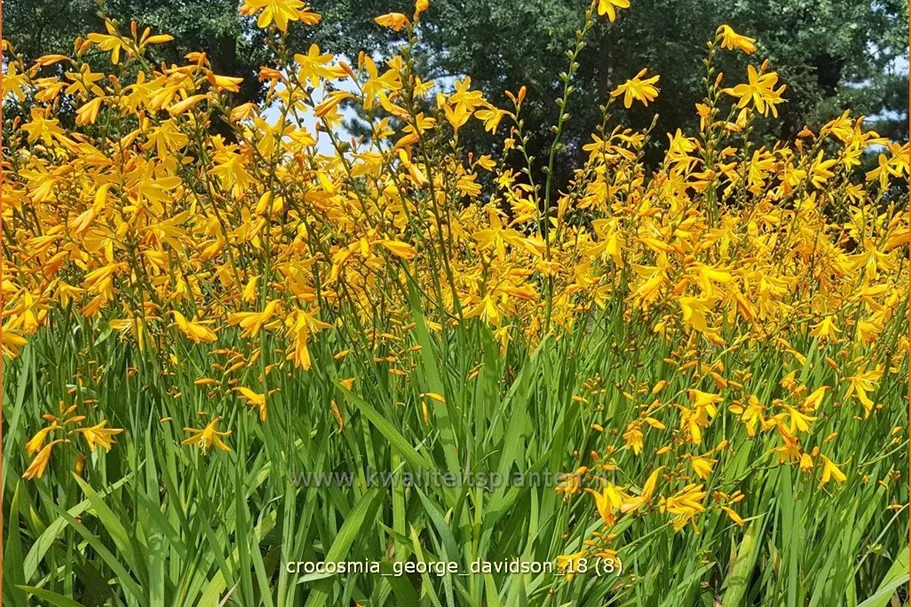 Crocosmia x crocosmiiflora 'George Davidson'