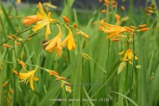 Crocosmia x crocosmiiflora 'George Davidson'