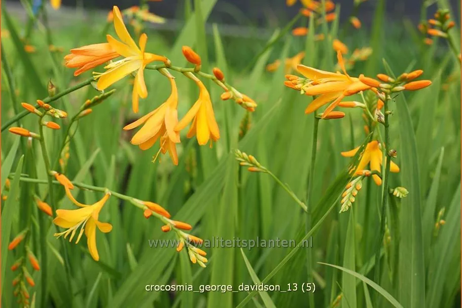 Crocosmia x crocosmiiflora 'George Davidson'