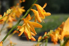 Crocosmia x crocosmiiflora 'George Davidson'