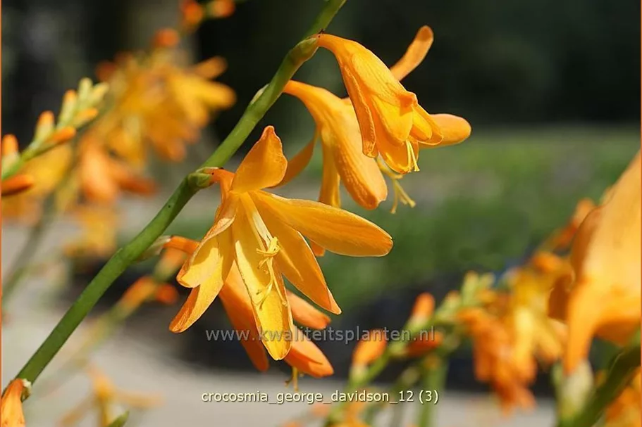 Crocosmia x crocosmiiflora 'George Davidson'
