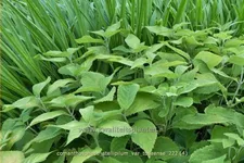 Comanthosphace stellipilum var. tosaense