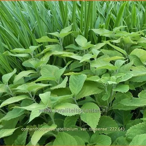 Comanthosphace stellipilum var. tosaense