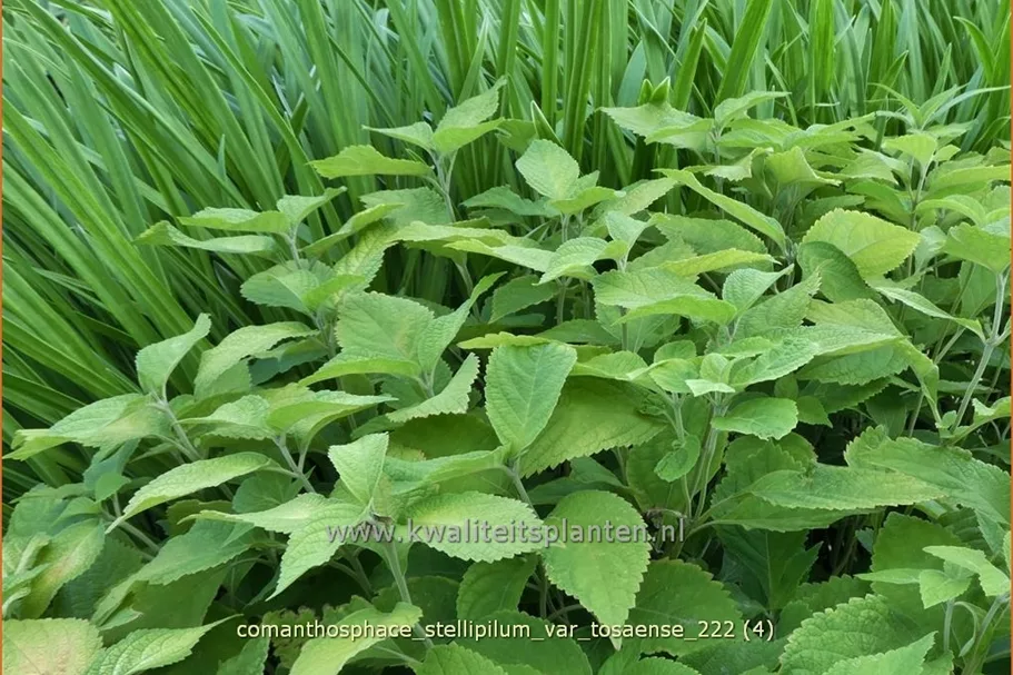 Comanthosphace stellipilum var. tosaense