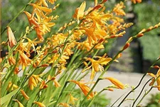 Crocosmia x crocosmiiflora 'George Davidson'