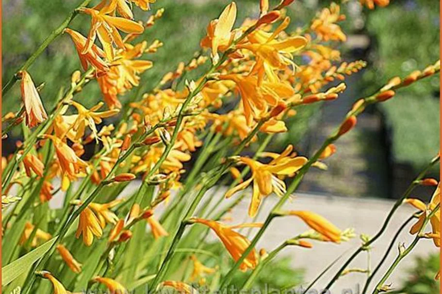Crocosmia x crocosmiiflora 'George Davidson'