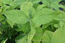 Comanthosphace stellipilum var. tosaense