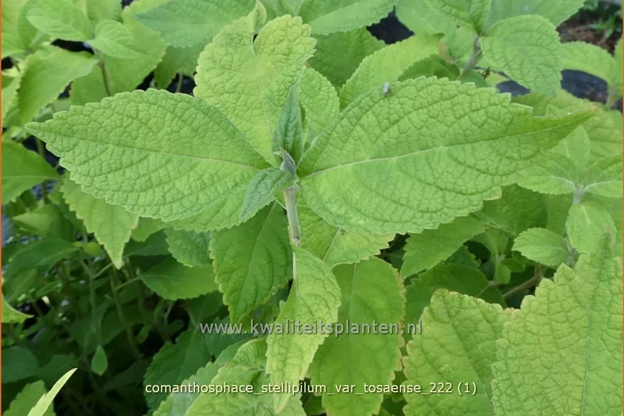 Comanthosphace stellipilum var. tosaense