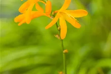 Crocosmia x crocosmiiflora 'George Davidson'