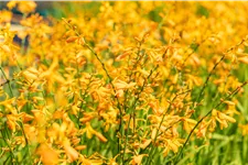Crocosmia x crocosmiiflora 'George Davidson'
