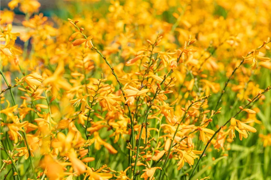 Crocosmia x crocosmiiflora 'George Davidson'