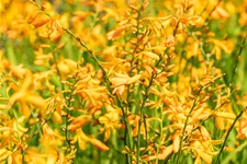 Crocosmia x crocosmiiflora 'George Davidson'