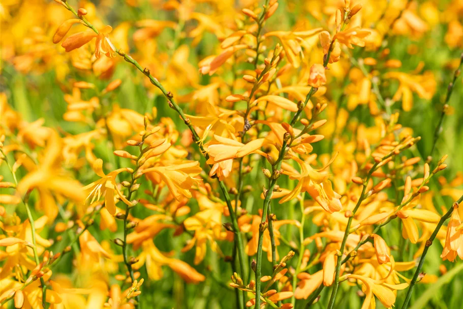 Crocosmia x crocosmiiflora 'George Davidson'