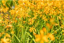 Crocosmia x crocosmiiflora 'George Davidson'