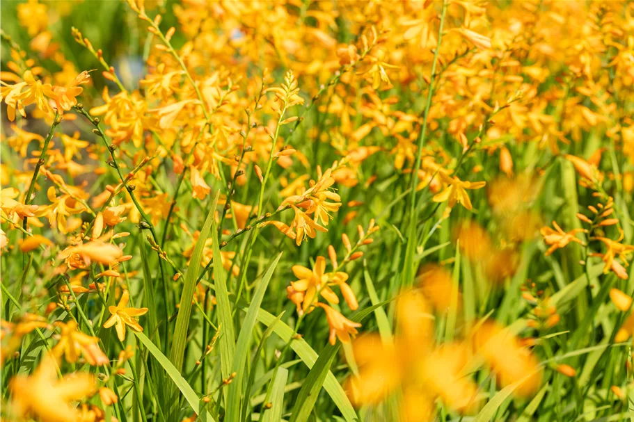 Crocosmia x crocosmiiflora 'George Davidson'