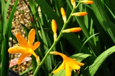 Crocosmia x crocosmiiflora 'George Davidson'