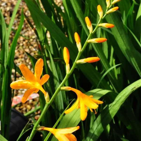 Crocosmia x crocosmiiflora 'George Davidson'