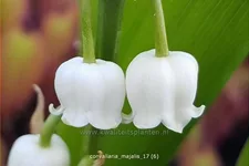 Convallaria majalis