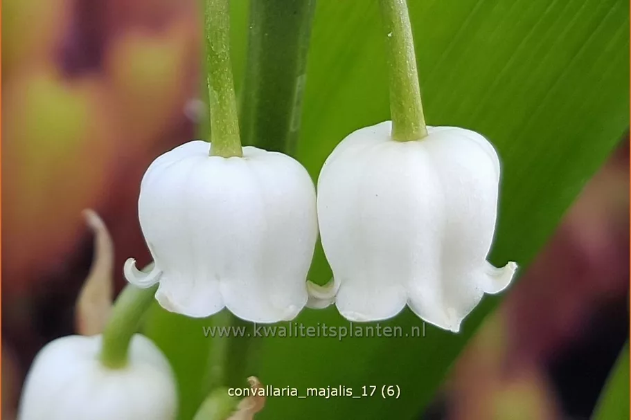 Convallaria majalis