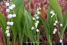 Convallaria majalis