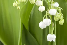 Convallaria majalis