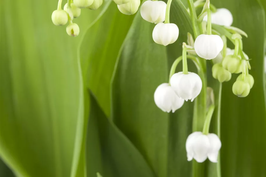 Convallaria majalis