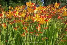 Crocosmia x crocosmiiflora 'Harlequin'