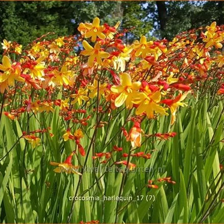 Crocosmia x crocosmiiflora 'Harlequin'