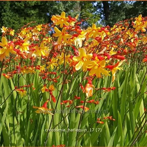 Crocosmia x crocosmiiflora 'Harlequin'