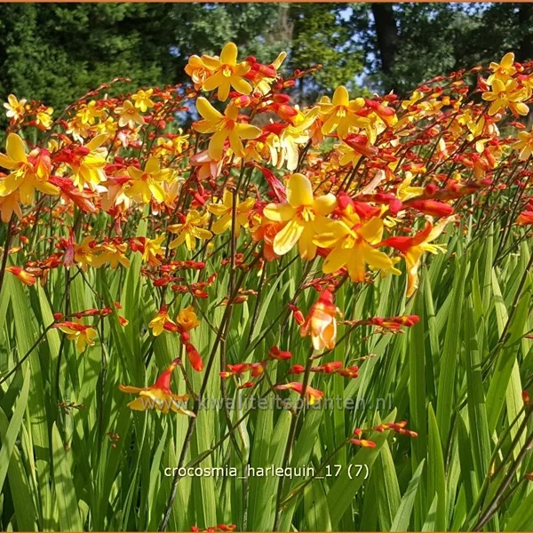 Crocosmia x crocosmiiflora 'Harlequin'