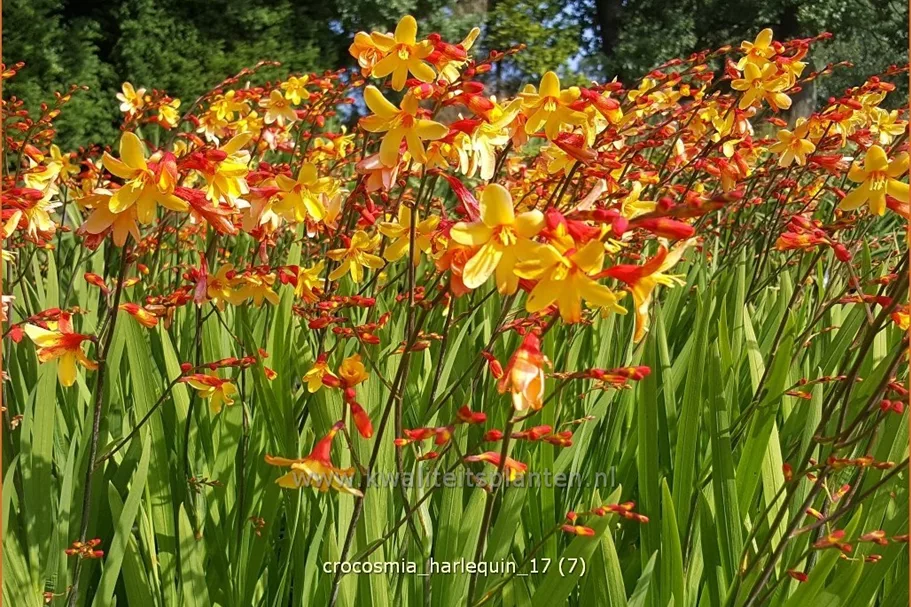Crocosmia x crocosmiiflora 'Harlequin'