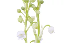 Convallaria majalis