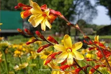 Crocosmia x crocosmiiflora 'Harlequin'