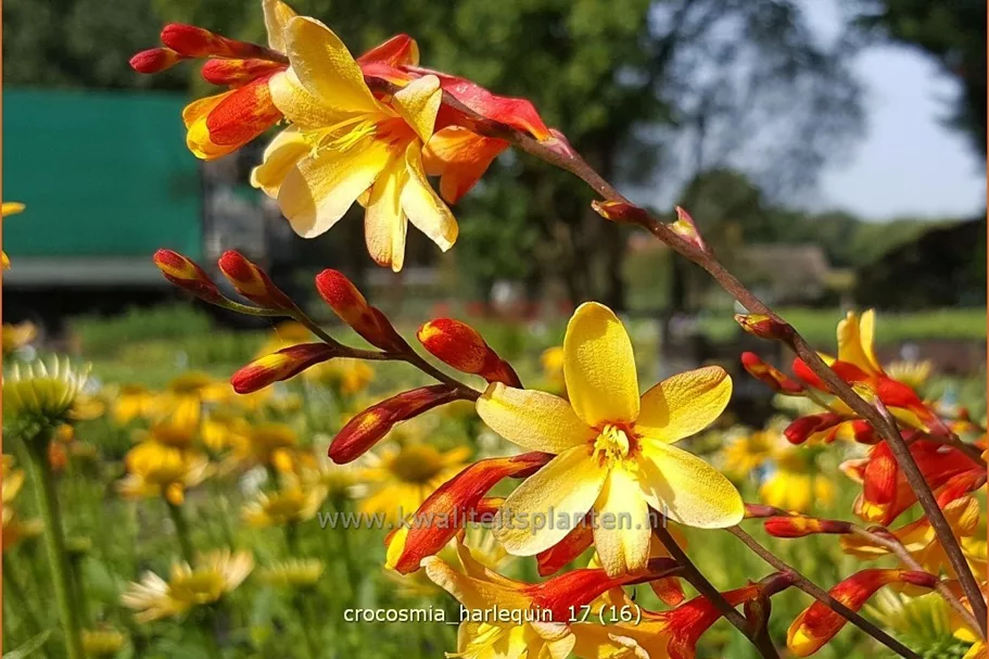 Crocosmia x crocosmiiflora 'Harlequin'