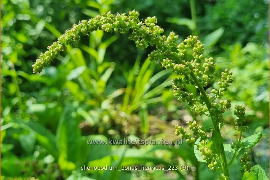 Chenopodium bonus-henricus