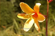 Crocosmia x crocosmiiflora 'Harlequin'