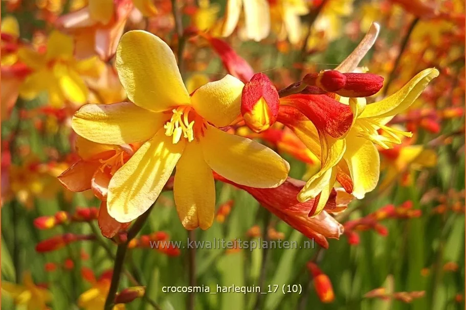 Crocosmia x crocosmiiflora 'Harlequin'
