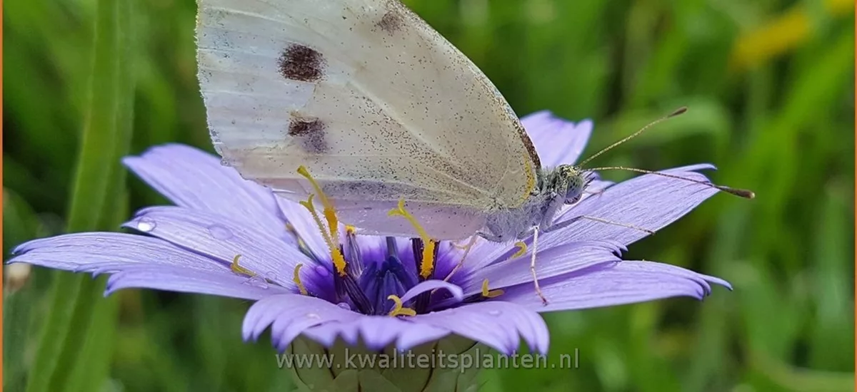 Catananche caerulea