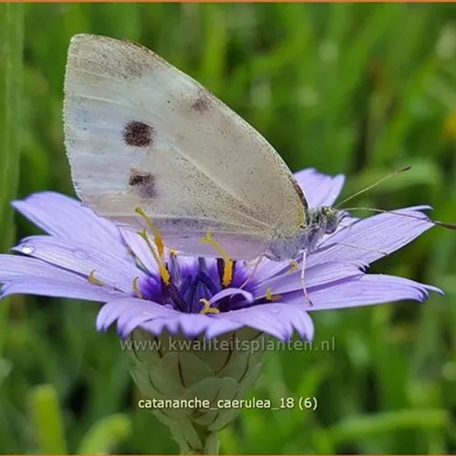 Catananche caerulea