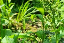 Chenopodium bonus-henricus