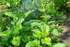 Chenopodium bonus-henricus