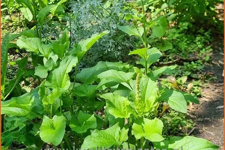 Chenopodium bonus-henricus