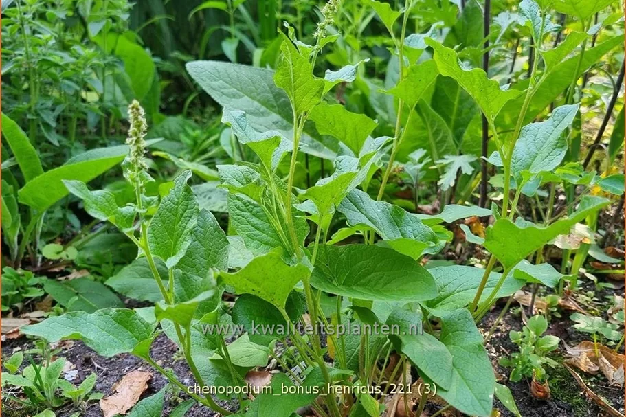 Chenopodium bonus-henricus