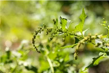 Chenopodium bonus-henricus