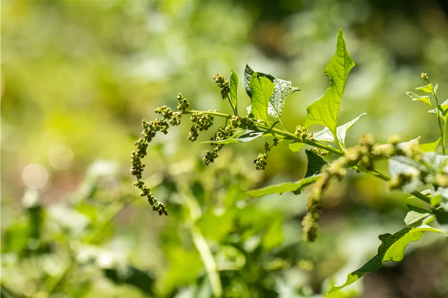 Chenopodium bonus-henricus