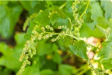 Chenopodium bonus-henricus