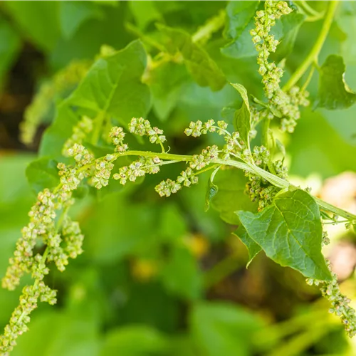 Chenopodium bonus-henricus
