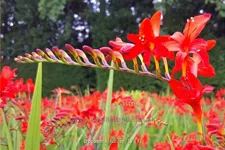 Crocosmia x crocosmiiflora 'Lucifer'